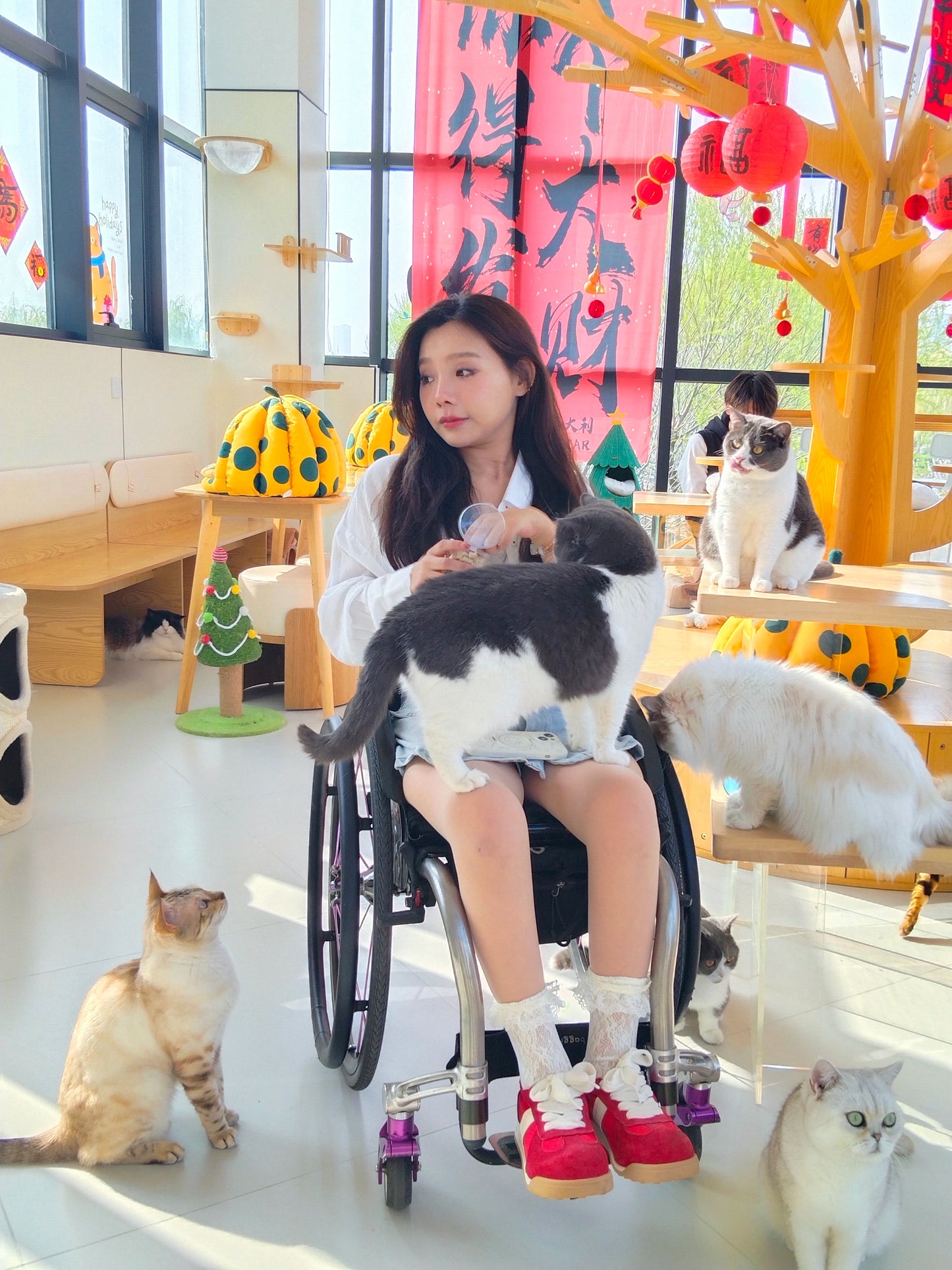 The Para Girl Kitty - Interact closely with kittens