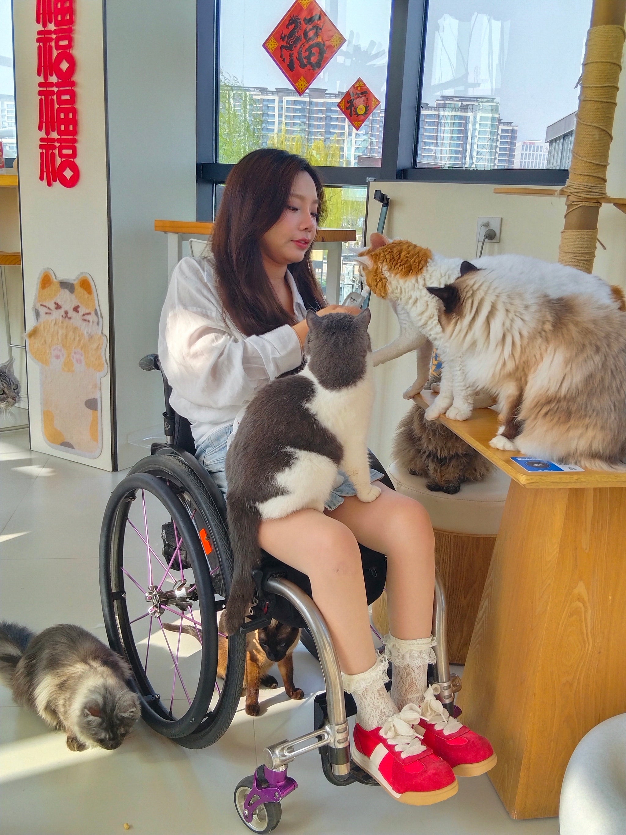 The Para Girl Kitty - Interact closely with kittens