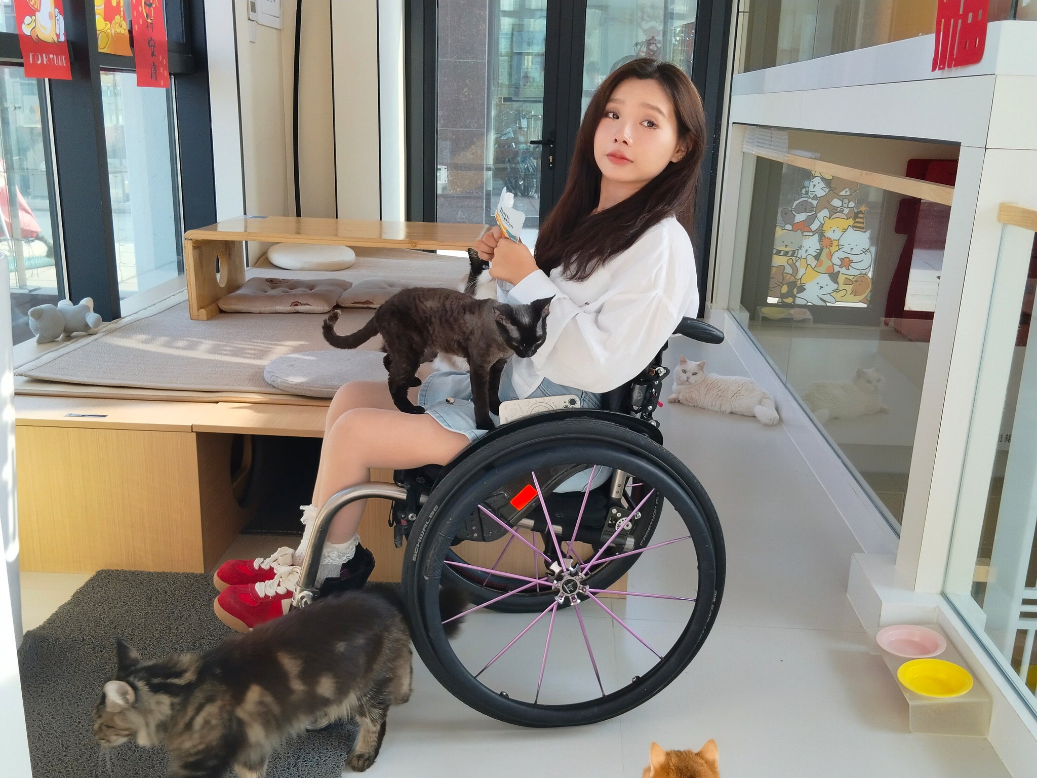 The Para Girl Kitty - Interact closely with kittens